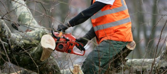 Trouver un élagueur dans le Seine-et-marne